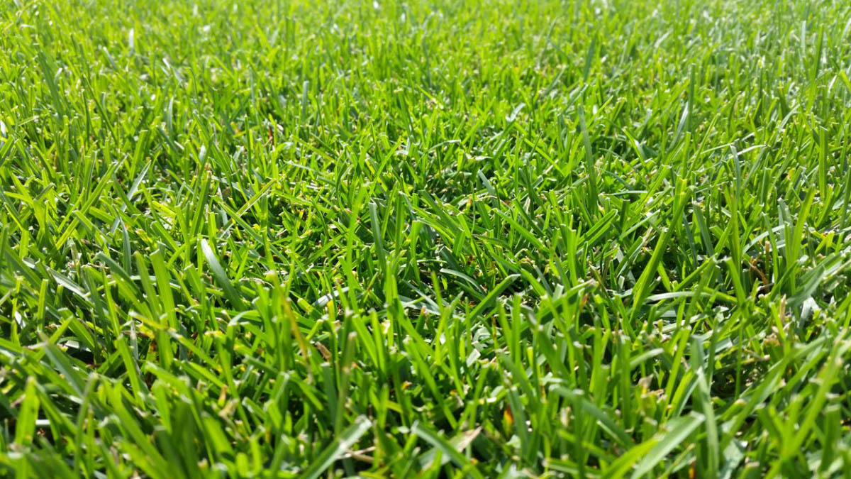 Газон рулонный «Стандарт»